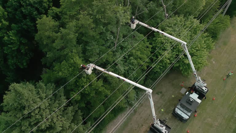 Best Leaf Removal  in Weston, WV